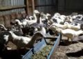 Puluhan Unggas Mati Karena Flu Burung di Cimahi, Peternak Dihimbau Pantau Kesehatan Unggas